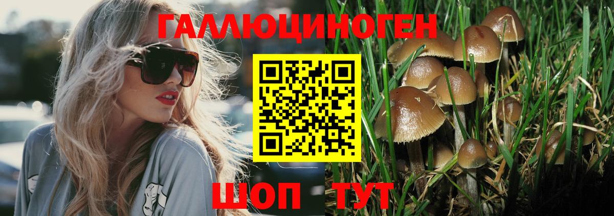 Псилоцибиновые грибы Psilocybe  Вход с VPN  Заводоуковск 